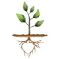 Seed Needs