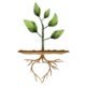 Seed Needs